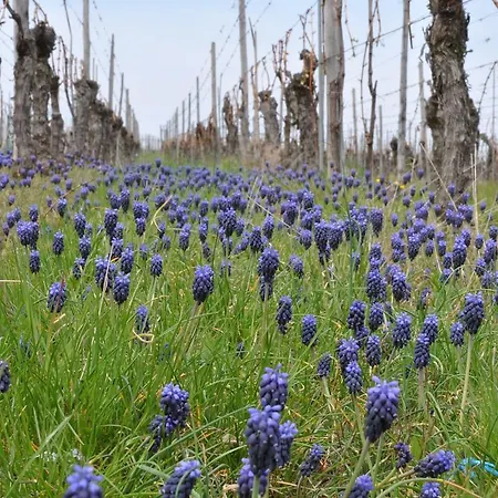 Aux Grains Nobles Apartman Voegtlinshoffen